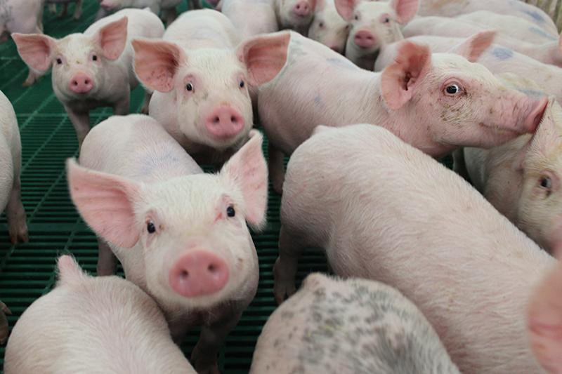 Phòng ngừa, kiểm soát bệnh Dịch tả lợn Châu Phi tái phát